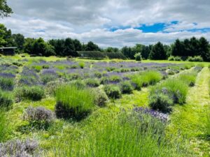 Mad Lavender - Hunterdon 579 Trail stop